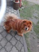 silnik oraz  skrzynia biegów mercedes atego 2528