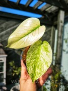 Monstera Mint White variegata