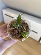 Philodendron Strawberry Shake