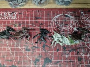 Warhammer Fantasy Battle Chaos Harpy 5 sztuk 