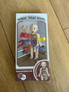 Ciało człowieka organy wewnętrzne zabawka prezent