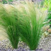 Stipa - Ostnica PONY TAIL sadzonka