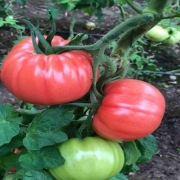 Nasiona Pomidor Tobrossa F1/Leroxy. Mam też inne odmiany. Promocja na 5 szt