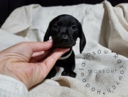 Jamnik króliczy gładkowłosy / krótkowłosy (nie miniaturowy)