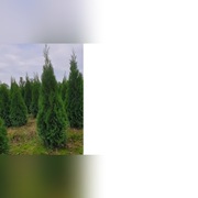 Thuja Tuja Szmaragd!!