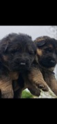 OWCZAREK NIEMIECKI fci okazja DOSKONALE GENY
