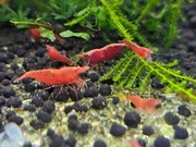 Krewetka Neocaridina Red Sakura - pakiet 10 + 2 