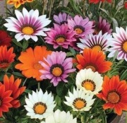 Gazania mix kolorów 
