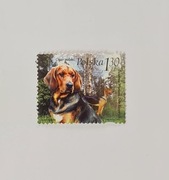 Polska 2006. Wystawa Psów Rasowych 4126