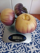 Pomidor  Sart Roloise mój nr 1   kolekcjonerski