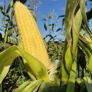 Kukurydza cukrowa Tasty Sweet F1 - Nasiona Holenderskie