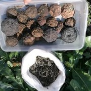 urzet barwieski isatis tinctoria folia