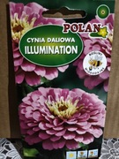 Cynia daliowa "Illumination"