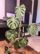 Monstera Delisiosa Borsigiana (mała forma)