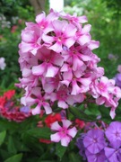 Floksy wiechowate ,płomyki -mix.kol 10n