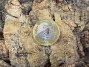 Cyriocosmus aurei L1/L2 ptasznik