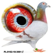 Samiec Oryg. W Tokarczyk Linia 808 x Szarek