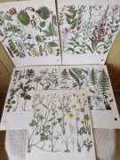 Ilustracje grafiki rośliny Vintage 