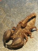 Chaerilus sp.Lale L2/L3 młode samiec skorpion, ptasznik nie Heterometrus