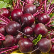 Burak Monty F1 4g - Nasiona Holenderskie