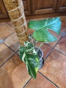 Sprzedam Monstera Mint