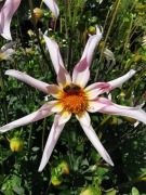 Dalia Honka Fragile 