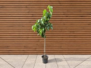 Morwa szerokolistna 'Spirata', wys. 120-220 cm