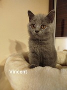 Kocurek brytyjski niebieski, mazowieckie