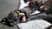 Cane Corso Mix Alabaj