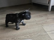 Gerard – Spokojny Buldog Francuski | Rodowód | Domowa Hodowla