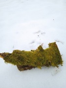 Ozdoba terrarium akwarium XL 40 cm kora korzeń jaskinia naturalne 