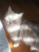 Aria– 5-letnia Maine Coon z rodowodem – szuka swojego spokojnego miejsca.