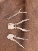 Parostki kozła sarny rogi jelenia łoś gryzak