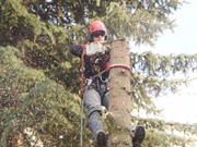 Wycinka drzew Poznańi i okolice