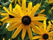 Rudbekia Goldstrum sadzonki 