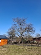 Sprzedam dwa drzewa orzech włoski do ścięcia samemu zdrowe Gliwice