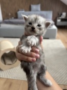 Piękne kocięta Maine Coon | przebadani genetycznie rodzice