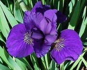 Irys syberyjski 'Where Eagles Dare' Iris sibirica