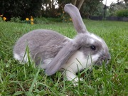 Małe króliczki | królik | króliczek | Pupil