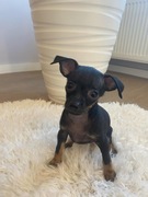 Pinczery miniaturowe