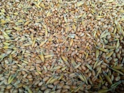 Mieszanka ziaren dla drobiu gołębi 25kg