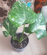 Monstera deliciosa Thai constellation constelation