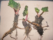 Rabarbar Malinowy Piękne Sadzonki (1-Roczne) Karpy