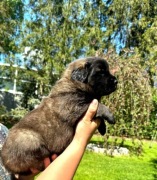 Leonberger szczeniak suczka Z hodowli FCI ZKWP po Championach Polska