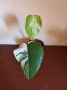 Monstera deliciosa variegata