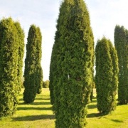 Tuja columna żywotnik zachodni p9