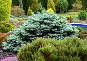 Świerk Kłujący „Glauca Globosa” Picea pungens 'Glauca Globosa' – niebieski
