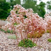 Skalnica / Saxifraga Winifred Bevington