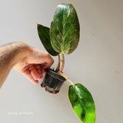 Filodendron variegata - Philodendron Pink Bikini