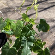 Mniejszy zestaw Philodendron filodendron bipennifolium Gold Violin sadzonki